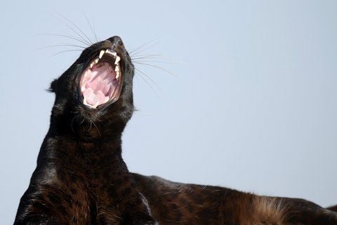 Ein schwarzer Panther ist in einem Naturschutzgebiet. ARCHIV (FOTO: DPA)