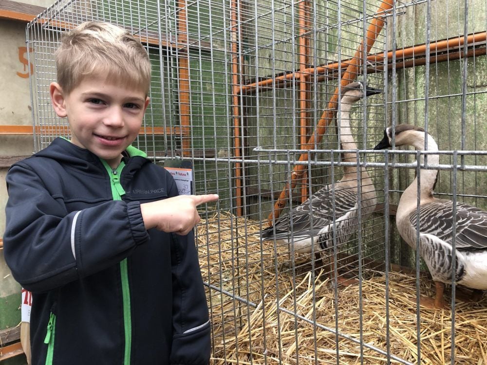 10. Kreisschau der Rassegeflügelzüchter in Brücken: „Das sind meine.“ Der sechsjährige Jonas ist der jüngste Züchter bei der Geflügelschau.