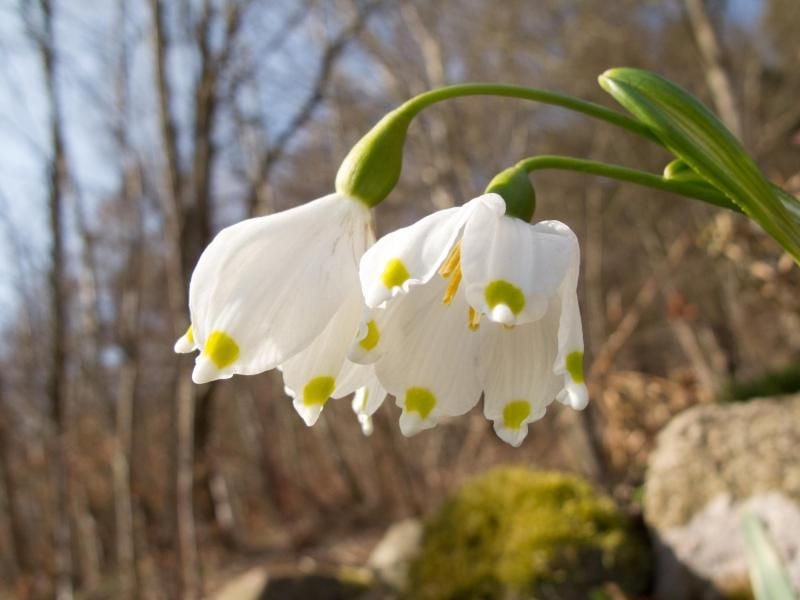 Märzenbecher haben sechs gleichlange Blütenblätter mit einem grün-gelben Fleck. Das unterscheidet sie von den Schneeglöckchen mit drei inneren und drei äußeren Blättern. Foto: Andrea Warnecke