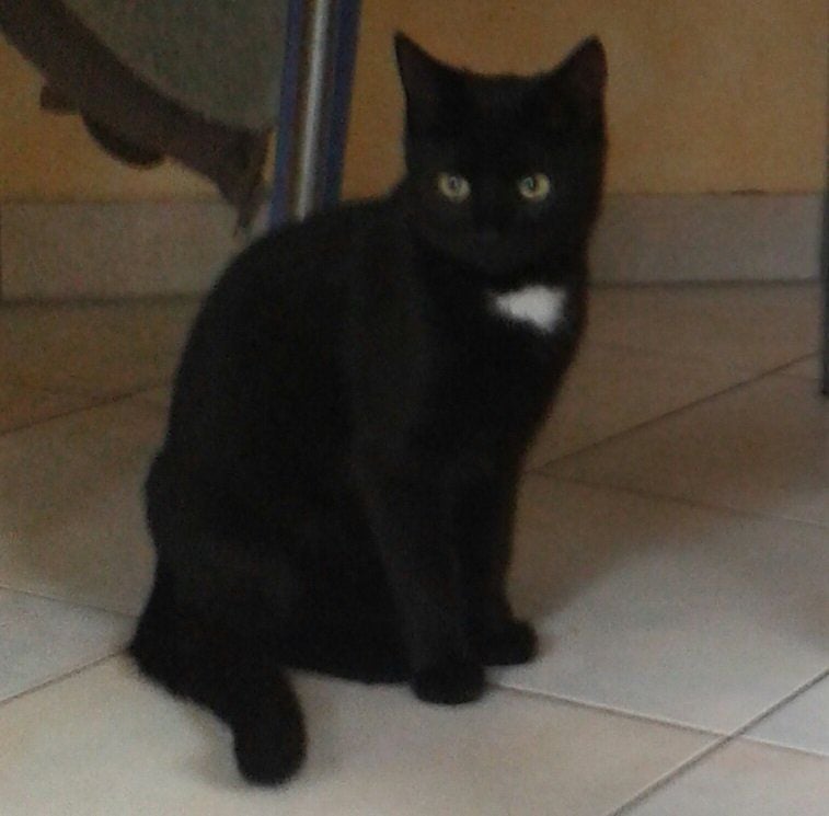 Die anderthalbjährige Katze Tapsy wird in der Wittenberger Straße Rotes Land vermisst.