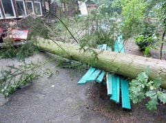Ein umgestürzter Baum liegt am Sonntag (23. Juli) in einer Minigolfanlage in Hambrücken (Kreis Karlsruhe) in Baden-Württemberg. (Foto: dpa)