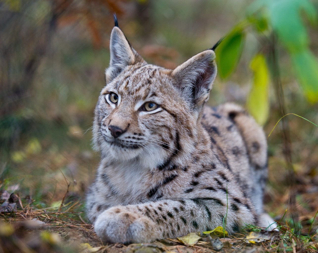 Ein junger Luchs (Lynx lynx)