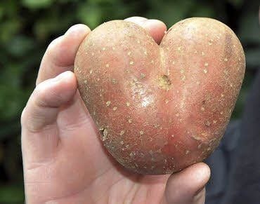 Ungewöhnliche Kartoffeln werden ab sofort gesucht.
