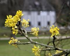 Nur ganz zaghaft zeigen sich am Gründonnerstag (13.04.2006) erste Blüten im Weimarer Park an der Ilm, im Hintergrund Goethes Gartenhaus. (Foto: dpa)