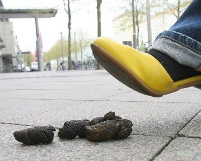 «Es ist schwierig Hundehalter dabei zu erwischen, dass sie den Kot ihrer Tiere nicht beseitigen», sagte Magdeburgs Stadtsprecher Michael Reif. (FOTO: DPA)