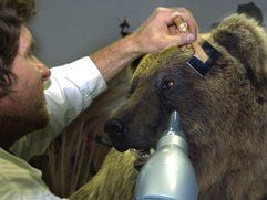 Tierpräparator Dieter Schön ist im Museum Mensch und Natur in München mit letzten Arbeiten an Braunbär «Bruno» beschäftigt. (Foto: dpa)