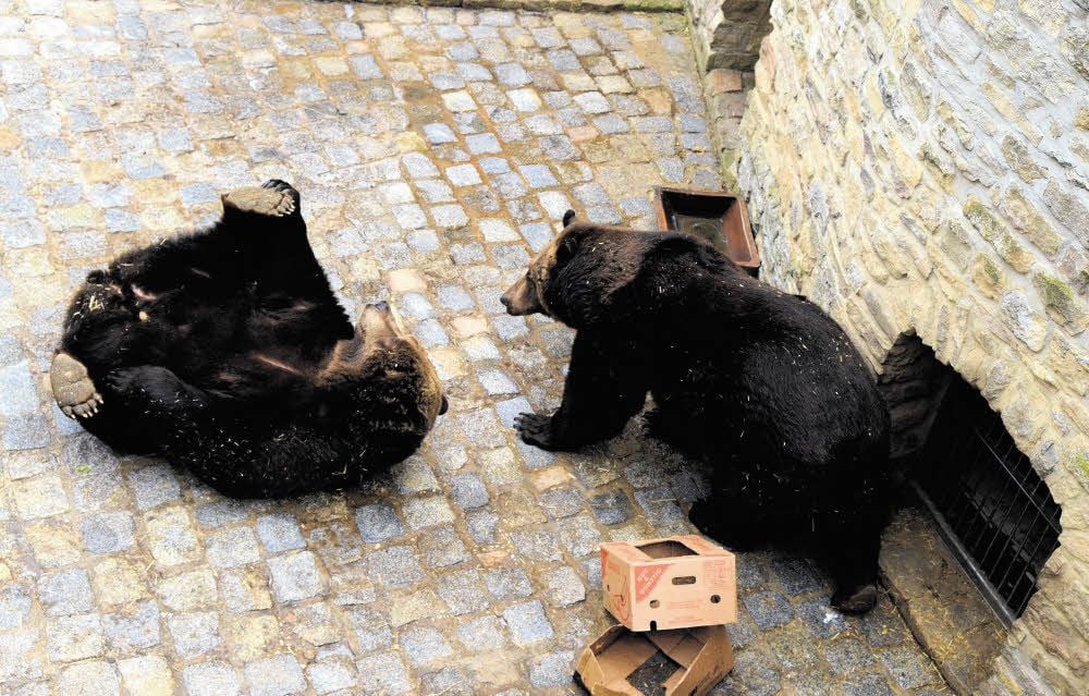 Die Bären Aiko und Toni in ihrer Anlage im Schloss Droyßig.