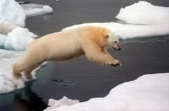 Mit einem gewaltigen Satz springt ein Eisbär im Arktischen Meer von einer Eisscholle zur nächsten (Greenpeace-Archivfoto vom Juli 1999). Der Eisbär steht vor dem Aussterben. Das geht Das geht aus der neuen Roten Liste der Weltnaturschutzunion IUCN hervor, die am Dienstag (02.05.2006) im Schweizer Gland veröffentlicht worden ist. Der Polarbär (Ursus maritimus) dürfte nach UICN-Einschätzung das deutlichste Beispiel für die Folgen der globalen Erwärmung. (Foto: dpa)