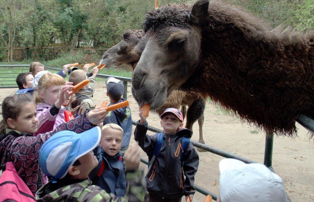 Die Ascherslebener Zooschule feierte zehnjähriges Bestehen und hatte dazu die Kinder aus Schulen und Kindergärten in den Zoo eingeladen.