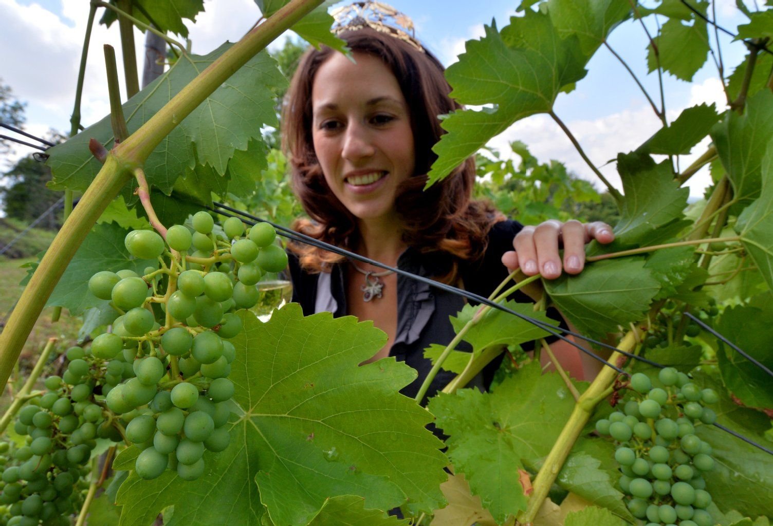 Die Trauben des neuen Jahrgangs begutachtet die Gebietsweinkönigin Saale-Unstrut, Tina Weinert, in einem Weinberg in Freyburg.