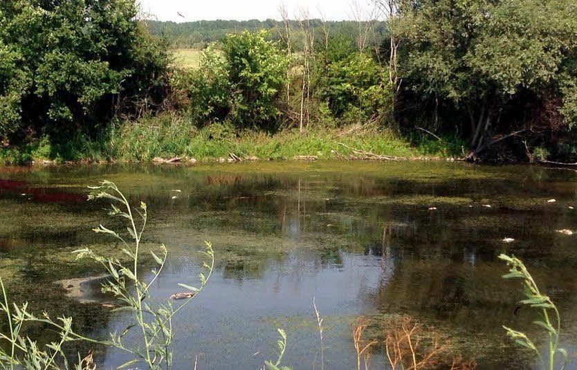 Vor mehreren Tagen hatte in dem Saalearm bei Großwirschleben ein Fischsterben eingesetzt.