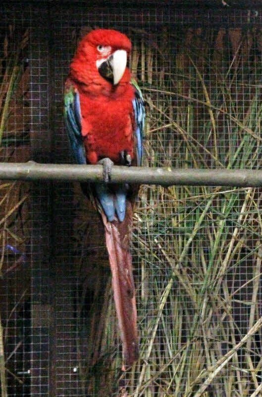 Das rote Ara-Männchen vermisst seine Partnerin.