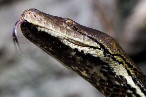 Netzpython (SYMBOLFOTO: DPA)