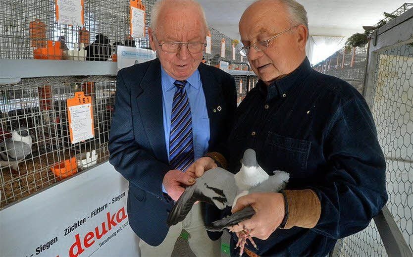 Joachim Schröder (l.) und Helmut Görns begutachten sich eine Taube an. Schröder erhielt die Ehrennadel in Gold vom Landesverband.