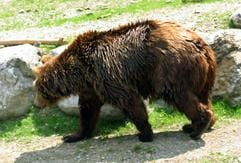 Braunbär JJ1 alias «Bruno» geht am Sonntag Nachmittag (25.06.2006) etwa dreihundert Meter vom Spitzingsee bei Garmisch entfernt an einer Straße vorbei, wo er von einer Gruppe von Rad- und Motorradfahrer gesehen und fotografiert wurde. Gegen 4.50 Uhr in der folgenden Nacht wurde er nach wochenlanger Suche in der Nähe der Rotwand von Jägern erschossen. (Foto: dpa)