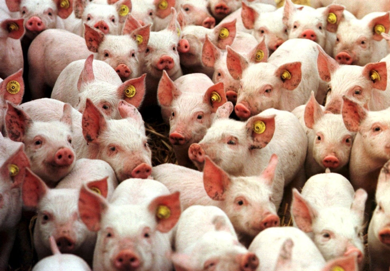 Ferkel in einem Schweinezuchtbetrieb