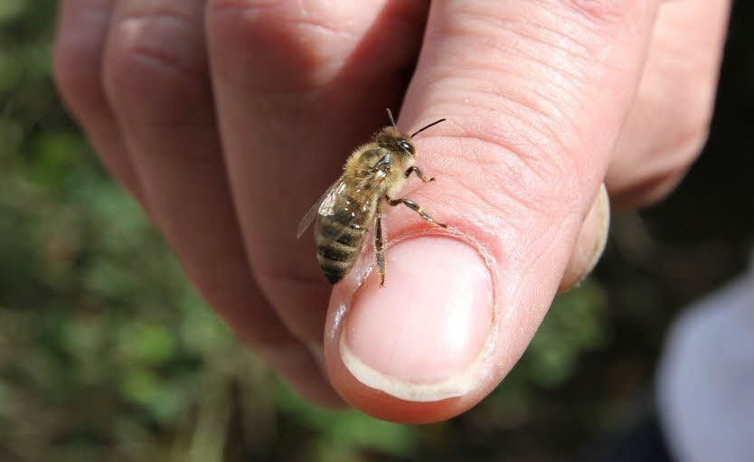 Die Bienenrasse Carnica gilt als sehr sanft und weniger aggressiv.