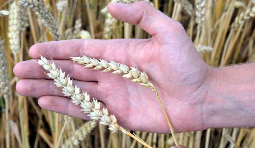 Die untere Ähre stammt von einem bewässerten Feld, die obere von einem unbewässerten. Der Unterschied im Wuchs ist deutlich erkennbar.