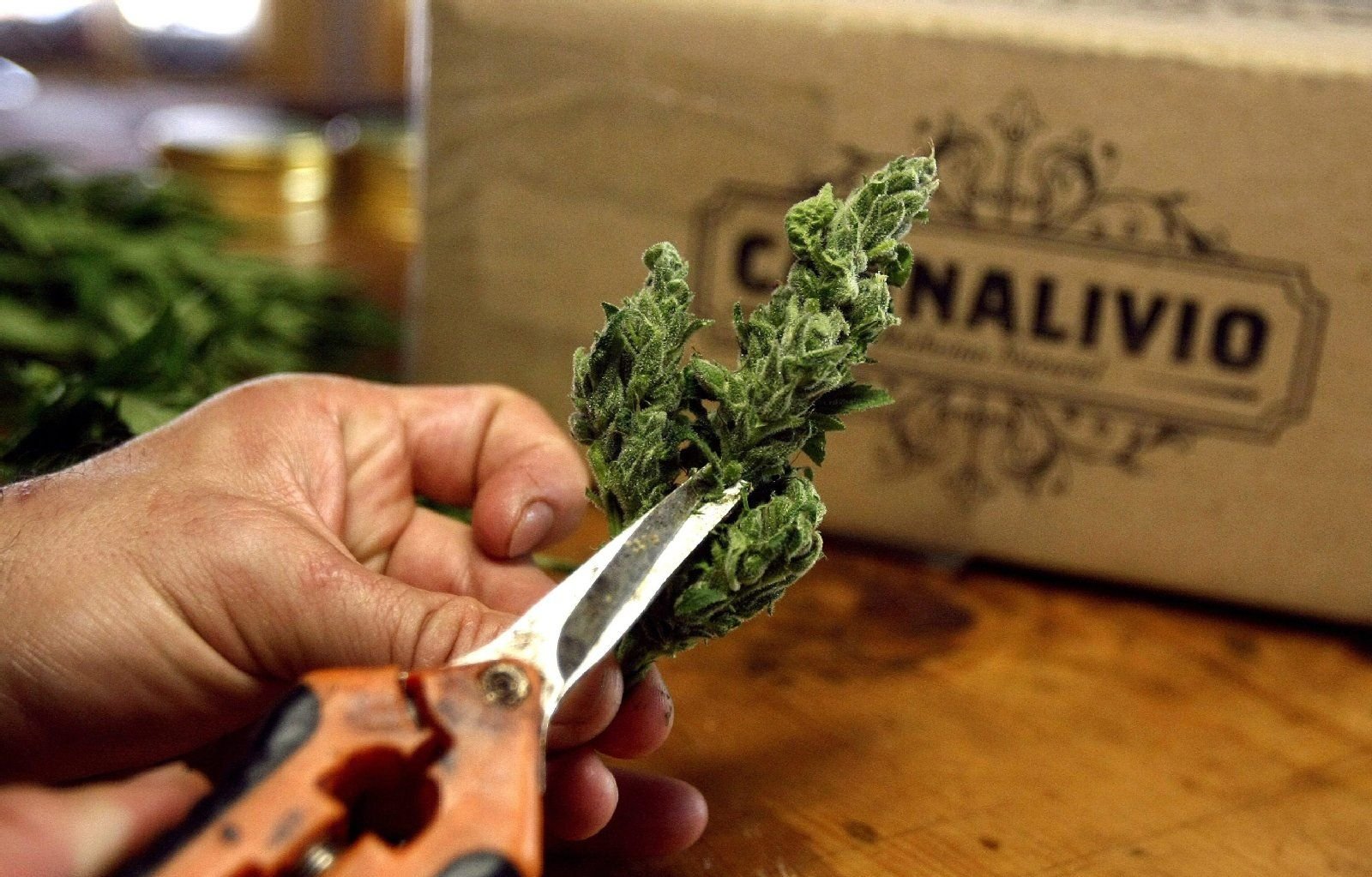 Auf einer Farm in Kolumbien wird Cannabis als Arzneiwirkstoff angebaut. Als Medikament kommt die Droge in immer mehr Ländern zum Einsatz.