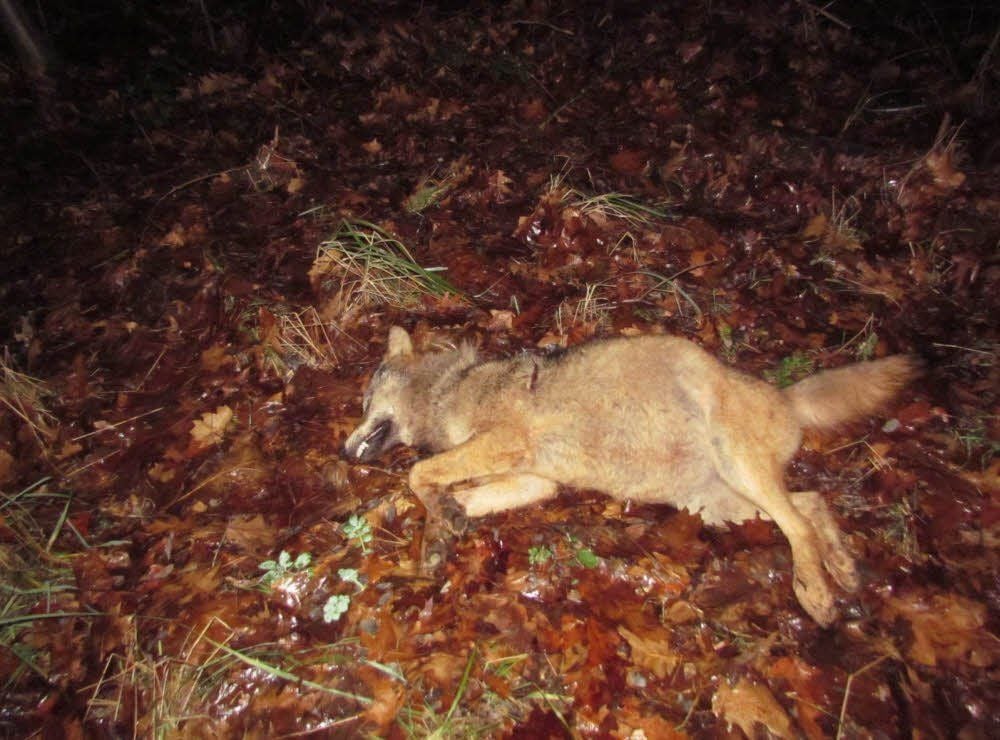 Ein unbekannter Täter hatte die Wölfin erschossen und auf einem Waldweg abgelegt.