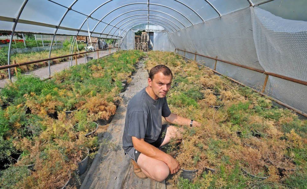 Ein Bild des Jammers: Die zahlreichen Asparagus-Töpfe haben die Flut nicht überstanden. Ulf Heiber kann sie nur noch wegwerfen.
