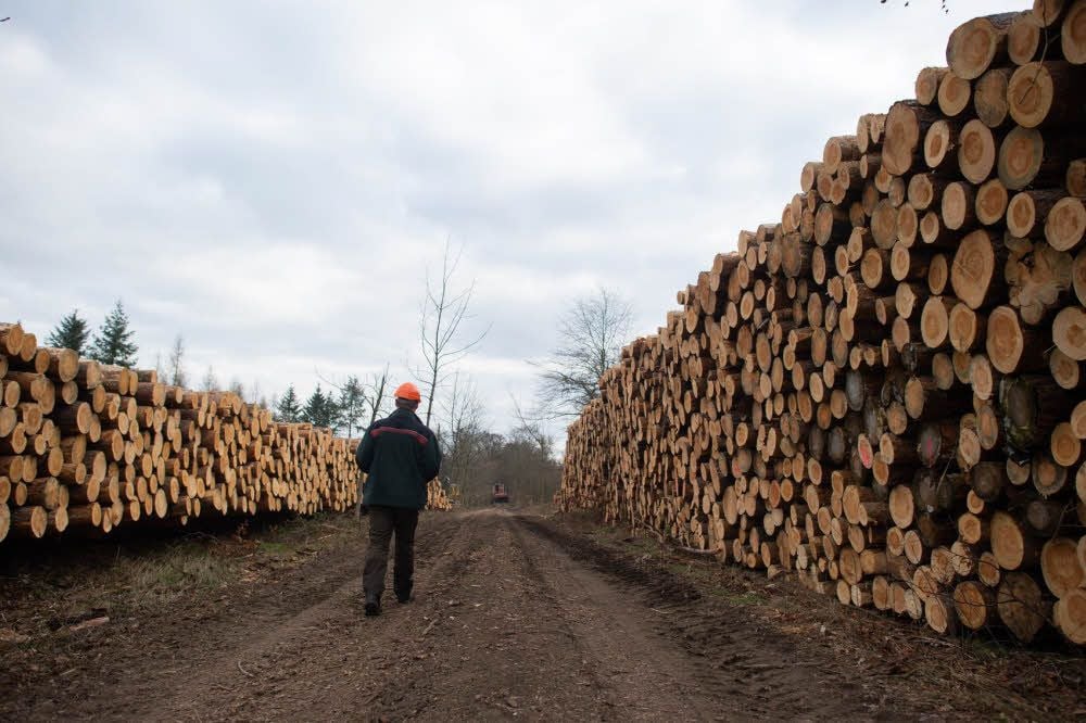 In langen Stapeln liegt das Holz an den Wegesrändern. Es ist derzeit nur schwer verkäuflich.