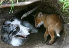 Auf dem Robust-Rinderhof im brandenburgischen Freienhagen (Landkreis Oberhavel) spielt am Donnerstag (04.05.2006) ein junger Fuchs mit dem Border-Collie «Merle». (Foto: dpa)