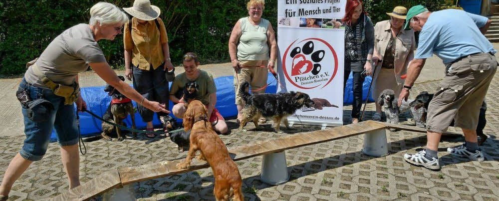 Auf den Laufsteg sollten die vierbeinigen Lieblinge beim Pfötchen-Sommerfest schon mal fürs Foto.
