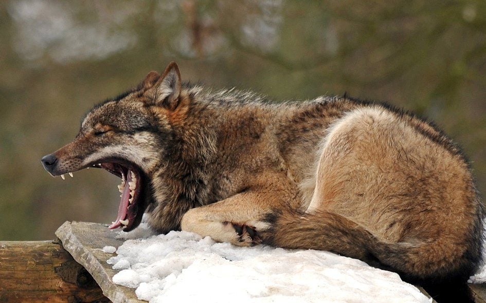 Ein gähnender Wolf.