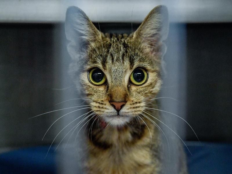 Eine Katze schaut durch die Stäbe ihres Käfigs. Das Tier wurde in Hamburg ausgesetzt und vom Tierheim an der Süderstraße zur Vermittlung aufgenommen. Foto: Axel Heimken/dpa/Archiv