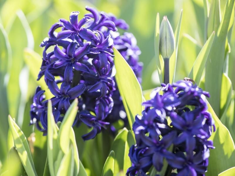 Schichtplan: Am besten setzt man Blumenzwiebeln entsprechend der Reihenfolge der verschiedenen Blütezeiten. Foto: Robert Günther/dpa-tmn