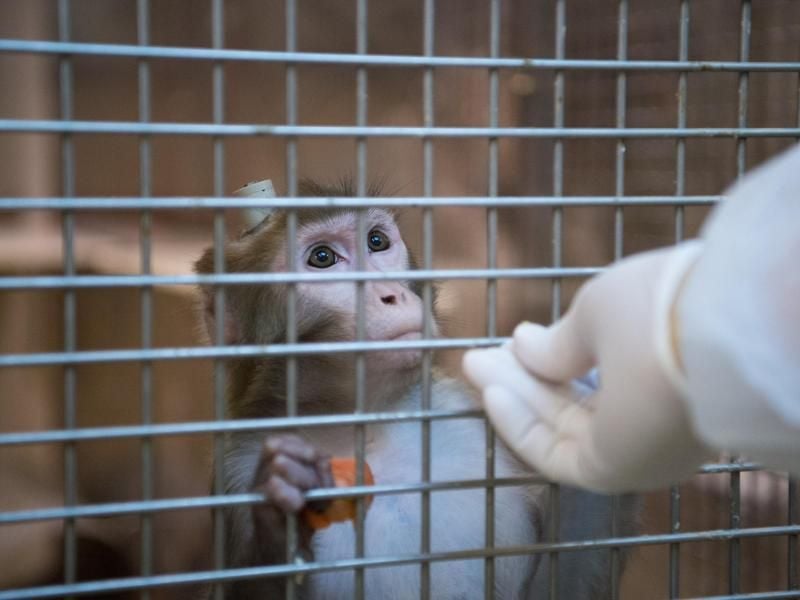 Nach Vorwürfen der Misshandlung von Tieren hat das umstrittene Versuchslabor Affen wegbringen lassen. Foto: Marijan Murat/dpa/Archivbild