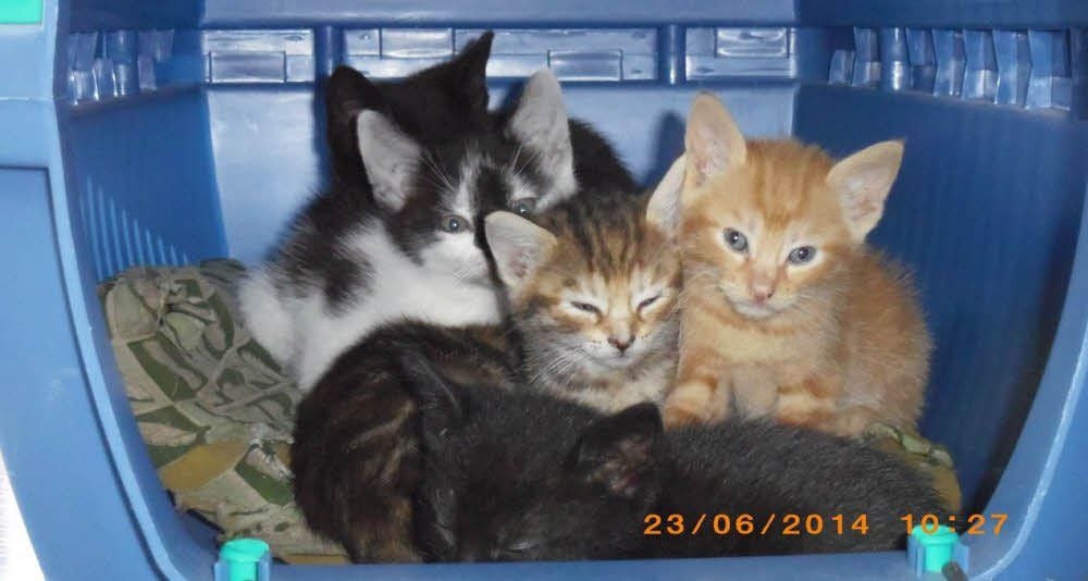 Sechs niedliche Katzen wurden in Klostermansfeld gefunden.