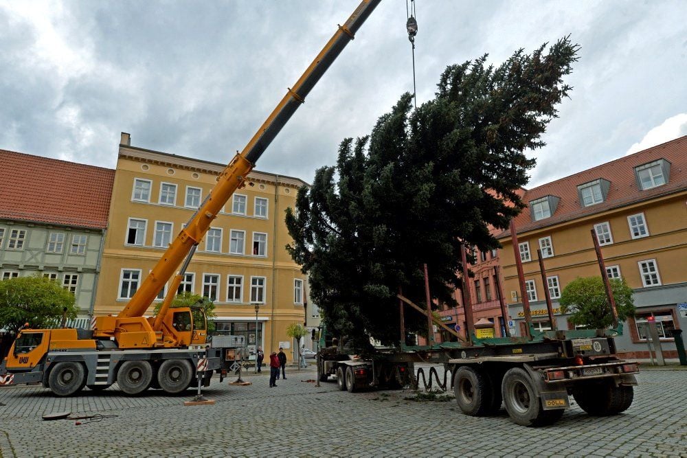 Die Weihnachtstanne für den Aschersleber Weihnachtsmarkt wurde am Freitag angeliefert und aufgestellt.