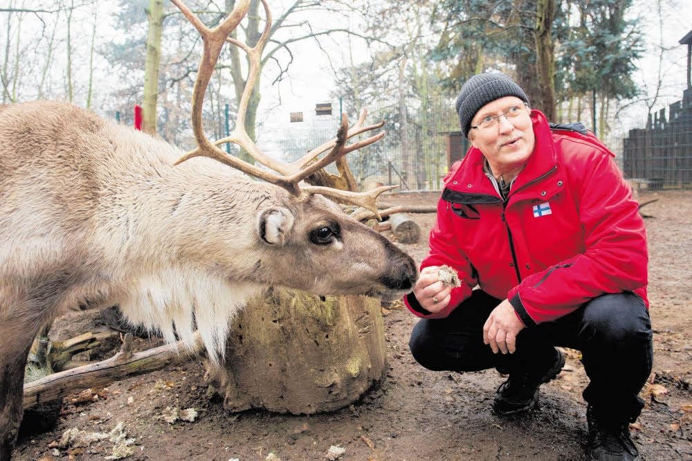 Jouko Ervasti aus dem finnischen Oulu verwöhnt Rentier Flöckchen mit der Leckerei namens Jäkälä.