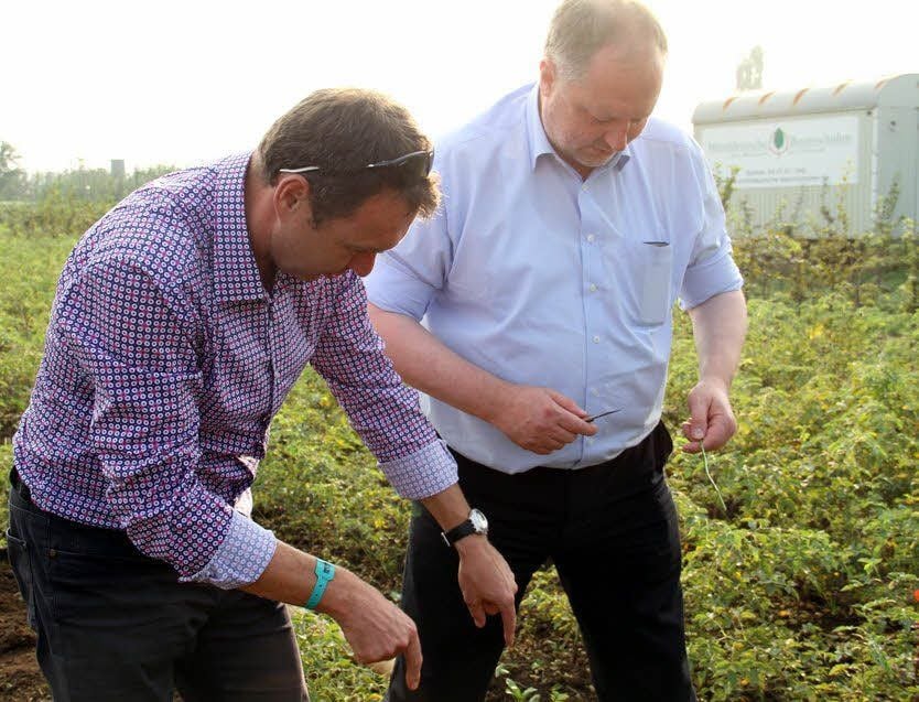 Andreas Michelmann veredelt mit Jens Traunsberger (l.) Ascherslebener Rosen in der Mitteldeutschen Baumschule in Reinstedt.