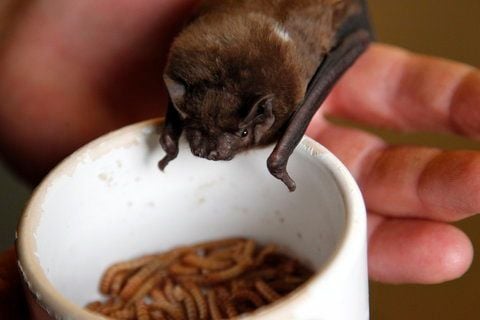«Fledermausfrau» Renate Pfeiffer füttert in Winterrieden in ihrem sogenannten Fledermaus-Zimmer eine Fledermaus (Abendsegler) mit Mehlwürmern. (FOTO: DAPD)