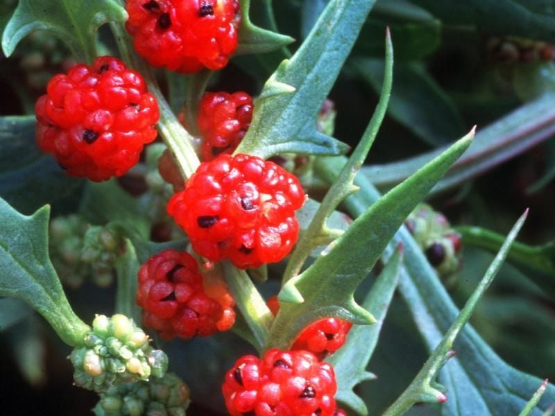 Der Erdbeerspinat hat rote Früchte, die an Himbeeren erinnern, und leckere Blätter wie der Spinat. Foto: Marion Nickig