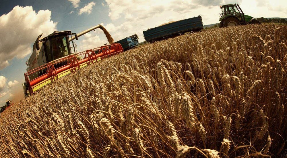 Mitarbeiter der Agrargenossenschaft Ditfurt holen die letzten Körner vom Halm.