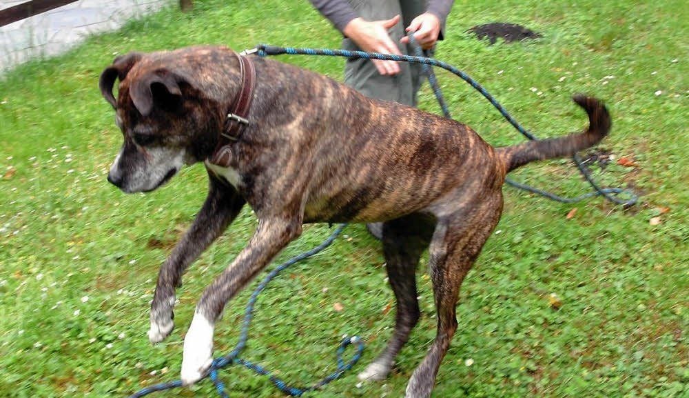 Einen Hund zu halten ist reiner Luxus.