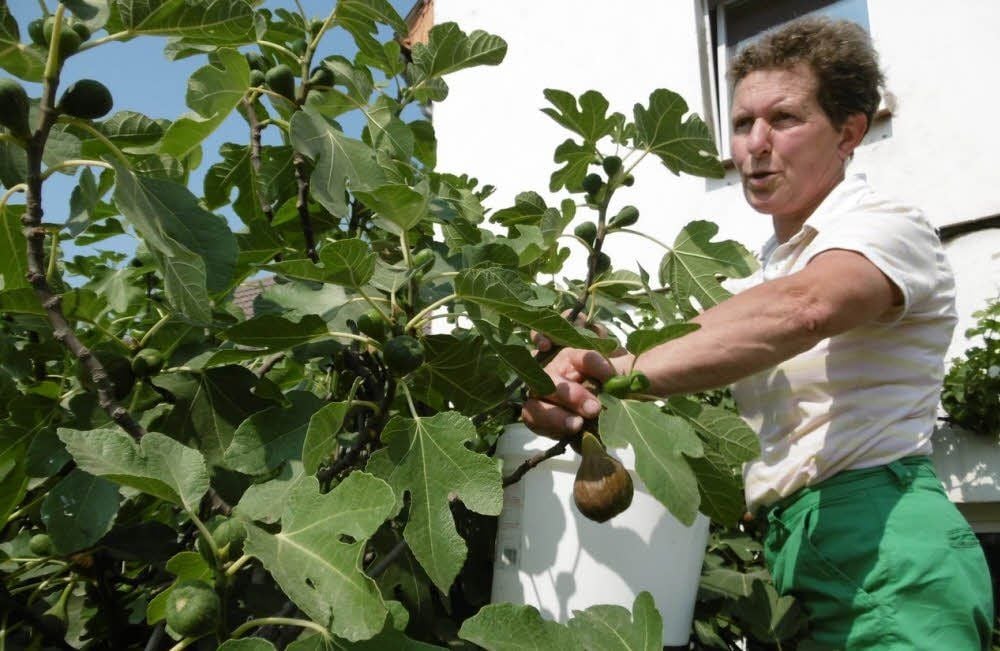 Die nächsten Feigen sind reif: Benedikta Weitzel bei der Ernte.