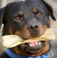 Rottweiler (Archiv, dpa)