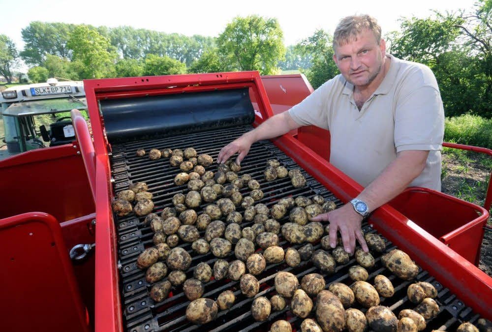 Matthias Pitschke rodet mit einer neuen Maschine Frühkartoffeln.
