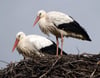 Das Storchenpaar «Novi» und «Jonas» ist aus dem Süden zurück und sichtet in Loburg (Jerochower Land) sein Nest. (FOTO: DPA)