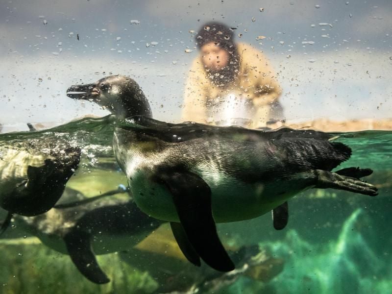 Pinguine schwimmen durch ihr Becken im Frankfurter Zoo vorbei an einer Tierpflegerin. Foto: Frank Rumpenhorst