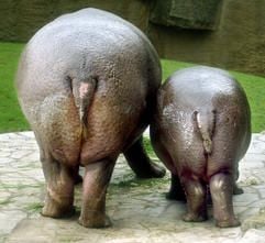 Auf dem Rückzug? Flusspferdbulle Ede und sein Söhnchen Nino zeigen im Zoo in Berlin den Besuchern ihre Kehrseite (Archivfoto vom 26.07.2005). Das Flusspferd steht vor dem Aussterben. (Foto: dpa)