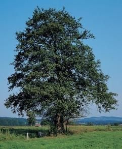 Schwarzerle