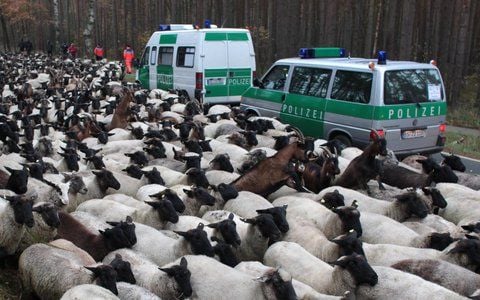 Eine Herde von Schafen und Ziegen blockiert die Castor-Transportstrecke am Ortseingang Gorleben. (FOTO: DPA)