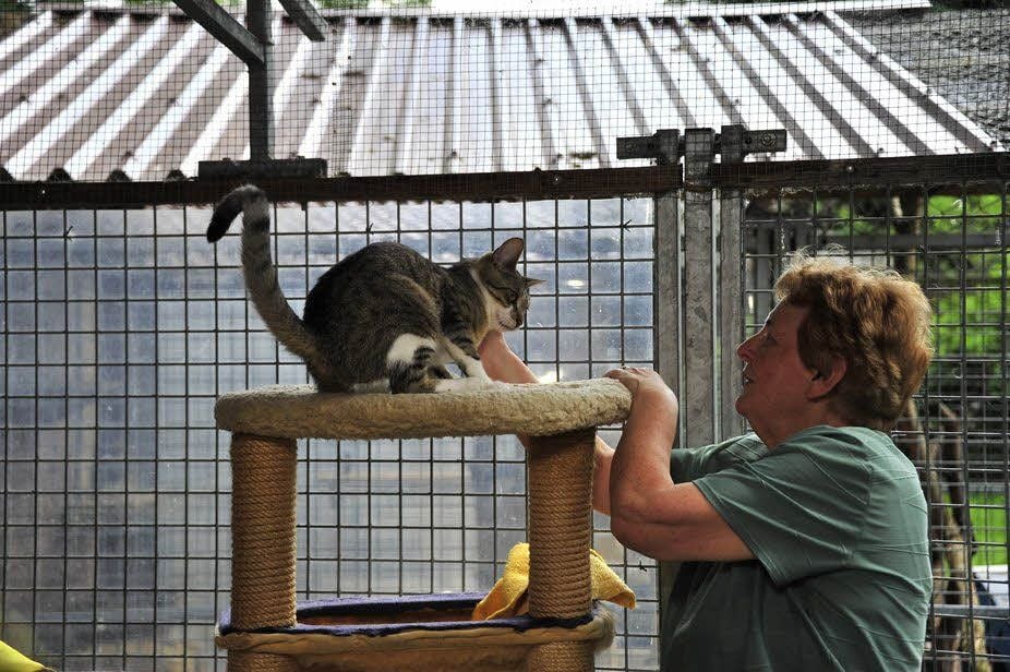 Ein Katze im Tierheim