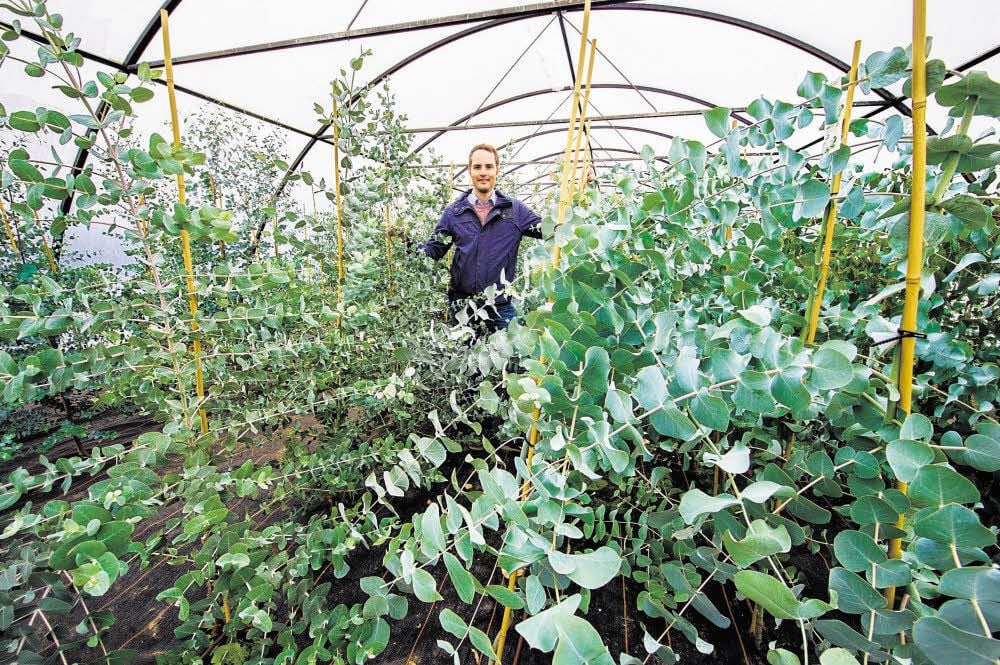 Ulf-Peter Schilling inmitten von Eucalyptus gunnil, Eucalyptus pulverulenta, cordata, nova-anglica und ovata - so klangvolle Namen trägt das Futter von Koala Oobi-Oobi im Leipziger Zoo.